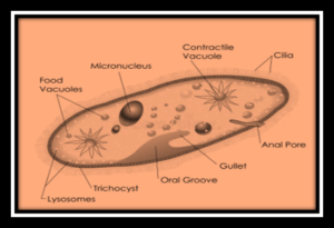 Paramecium