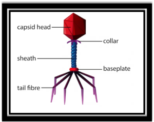 Bacteriophage