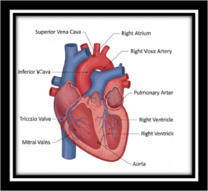 Human Body and Organ System Chapter 11 Class8 Maharashtra Board ...